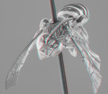Media type: image;   Entomology 606441 Aspect: head 3D